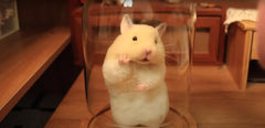Needle Felting Tutorial: Crafting an Adorable Hamster Companion